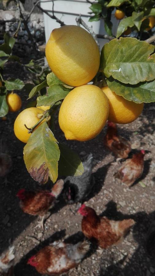 Sa Granja Villa Arta Bagian luar foto