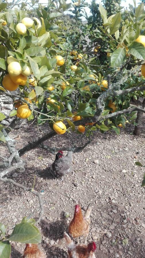 Sa Granja Villa Arta Bagian luar foto