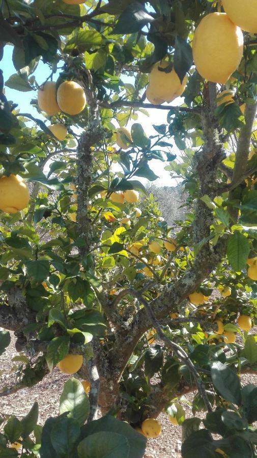 Sa Granja Villa Arta Bagian luar foto